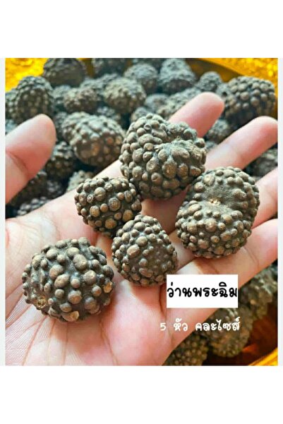 ATLANTE CACTUS Dioscorea bulbifera – Bulbifera / Hazine Patatesi | Tropikal K...