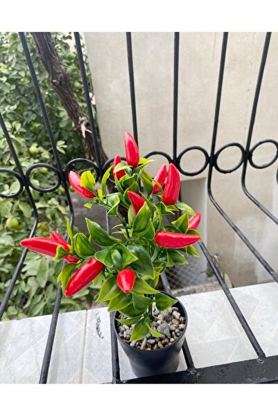 Saksıda yapay kırmızı biber