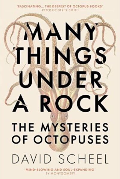 Hodder Many Things Under a Rock: The Mysteries of Octopuses