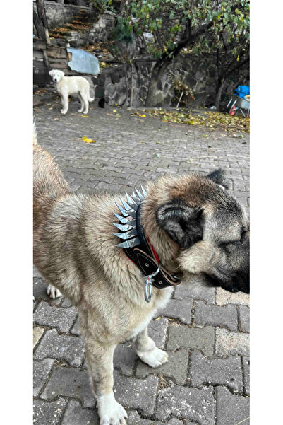 Sürmeli Tasma Kangal Çoban Köpek Tasması Gladyatör Model Hakiki Deri 1. Sınıf