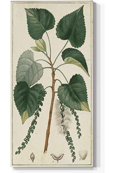 Emoda home Trove لوحة فنية جدارية لأوراق شجر الحور الأخضر التربيني - مطبوعات ...