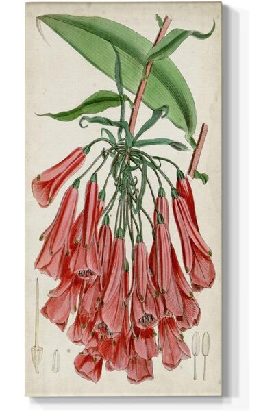 Emoda home Trove لوحة جدارية من الفايدراناسا باللون الوردي الاستوائي - مطبوعا...