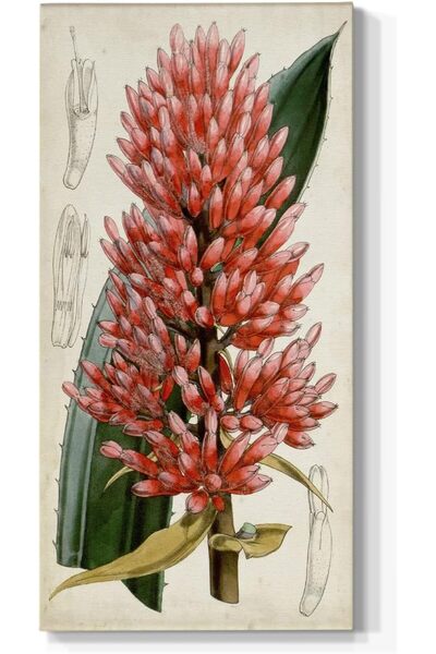 Emoda home Trove لوحة فنية جدارية من رينيالميا الحمراء الاستوائية - مطبوعات ن...