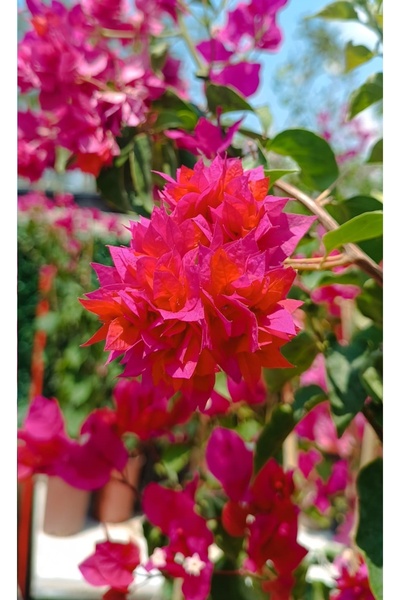 Begonvilist Katmerli Pembe Begonvil Fidanı – Tırmanıcı Sarmaşık Bitki 50-70 Cm