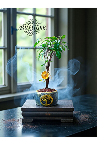BitkiTÜRK Hayat Ağacı Kabartmalı Beton Saksıda Ficus Bonsai Ağacı