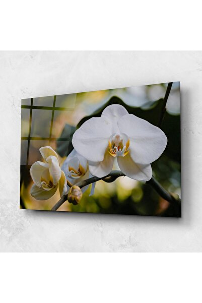 Arthub Glass Painting, Bedroom and Living Room, Orchid, Cream Orchid In Nature