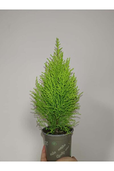 Mery Flowers Limon Servisi 25-40 cm (Mini Salon Çamı) Cupressus Macrocarpa Go...