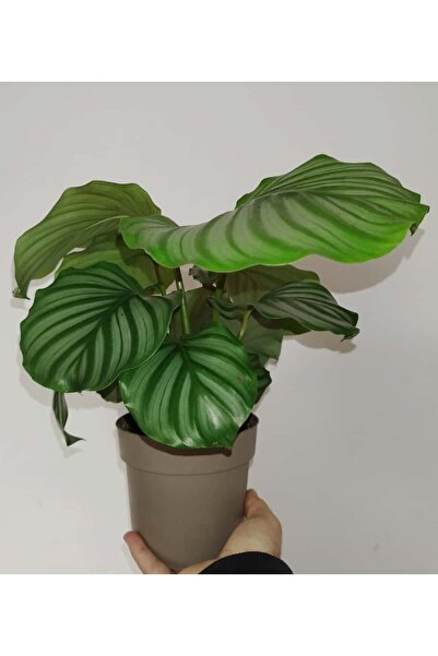 Mery Flowers Dua Çiçeği (Kalatya Orbifolia - Calathea Orbifolia)