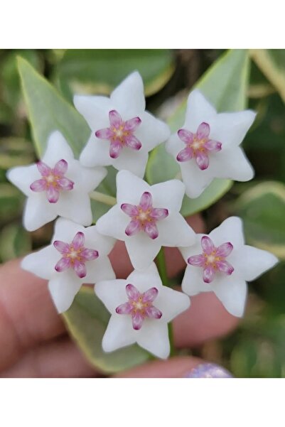 SİMAN BOTANİK Hoya Bella Albomarginata Mum Çiçeği