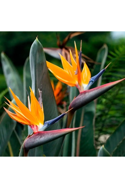 Begonvilist Starliçe Cennet Kuşu Bitkisi (Strelitzia Reginae) 100-120 Cm