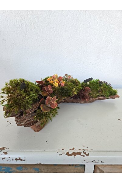 Decoroon El Yapımı Doğal Yosunlu Ağaç Kabuğu Dekor – Renkli Yapay Çiçekli Mas...