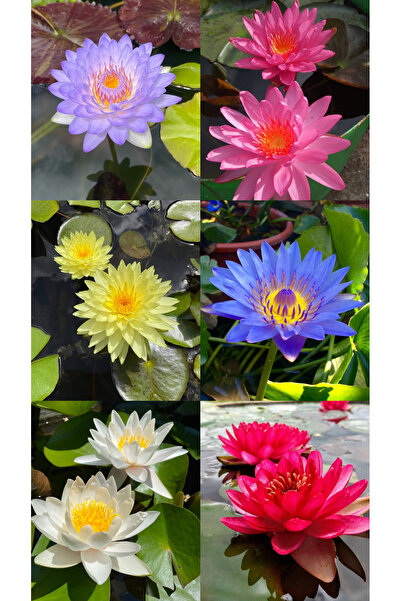 Lotus Çiçeği Tohumu Nilüfer Çiçeği 3 Adet Karışık Renklerde Orjinal Lotus Tohumu