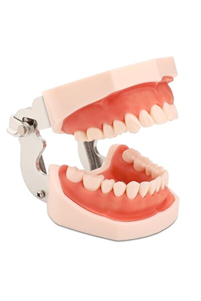 OEM Model dentar educațional, dinți detașabili, 28/32 dinți, pentru studenți,...