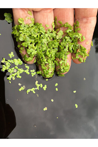 mikrofauna Su Mercimeği(Lemna Minor) Akvaryum Su Üstü Bitkisi Bir kepce