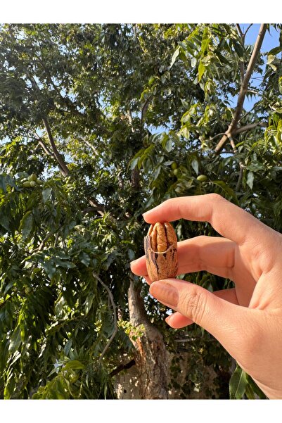 Natural Kabuklu Pikan Cevizi 500 Gr - 2025 Kasım Hasadı (iyi tarım üreticisi)