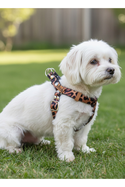 balkonda طوق للكلاب من فصيلة الكلاب الصغيرة والمتوسطة، قابل للتعديل، بنمط الف...