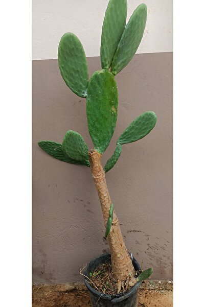 Uzunlar Fidancılık HİNT İNCİRİ (TAHTA İNCİR) AĞACI SAKSILI