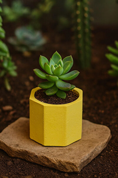Butik çok amaçlı alçı obje / sukulent saksısı/yüzük kutusu/ takı kutusu /maky...