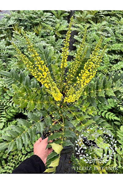 YILDIZ BOTANİK Mahonya Çiçeği Sarı Boya Çalısı Mahonia Winter Sun 40-60 CM