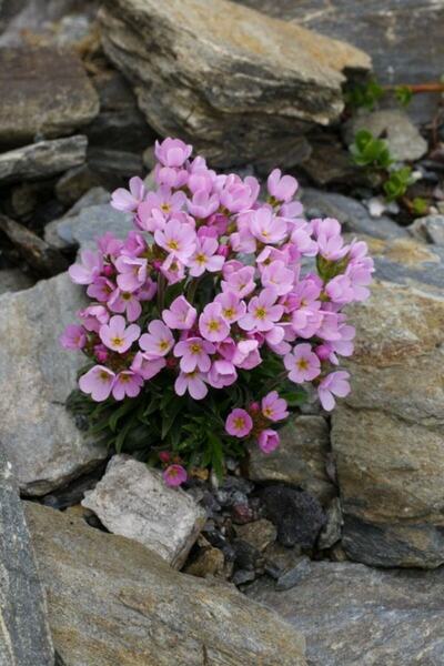 FMT TOHUMCULUK 15 Adet Pembe Renk Unutma Beni Çiçek Tohumu