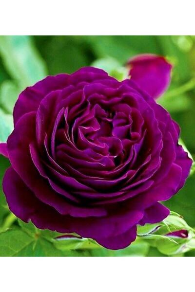 FMT TOHUMCULUK 15 Adet Bordo Renkli Japon Gülü Çiçeği Tohumu