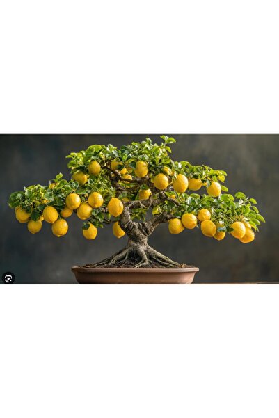 prestijiseed Ekim Seti Bodur Bonsai Limon Ağacı Tohumu 3 Adet Tohum + Saksı +...