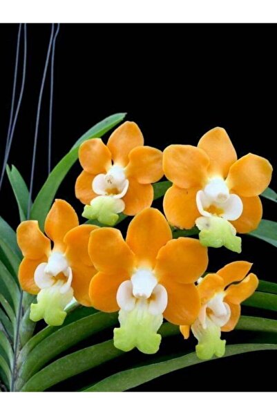 FMT TOHUMCULUK 10 Adet Turuncu-beyaz Renkli Orkide Çiçeği Tohumu