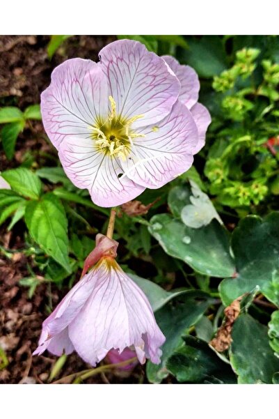 FMT TOHUMCULUK 10 Adet Pembe Renkli Ezan Çiçeği Tohumu