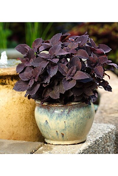 FMT TOHUMCULUK 15 Adet Mürdüm Yaprak Güzeli (kolyos) Çiçek Tohumu