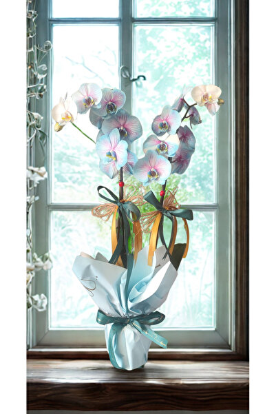 gül bahçesi çiçekçilik Gül Bahçesi Açık Mavi Orkide (2 Dal)