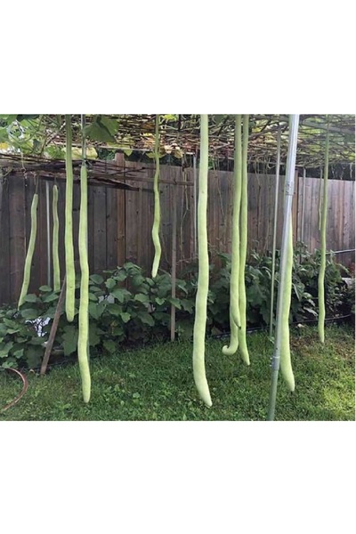 prestijiseed Eko Paket 10 Adet Tohum Yılan Kabağı Tohumu Haylan Kabak Tohumu