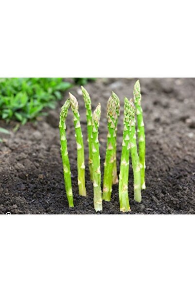 prestijiseed Süper Paket 50 Adet Kuşkonmaz Tohumu