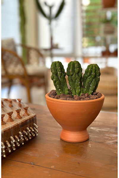 Le Bitki Atölyesi Trichocereus Pachanoi Mostruoso Kristat 10cm Kaktüs-El Yapı...