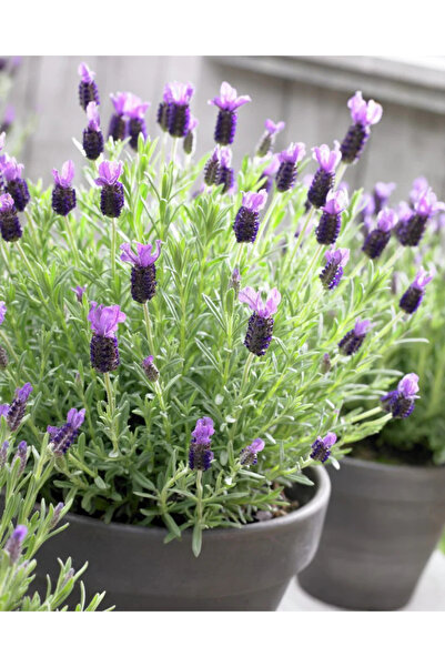 Lavanta Şarköy Karabaş Otu Tohumu