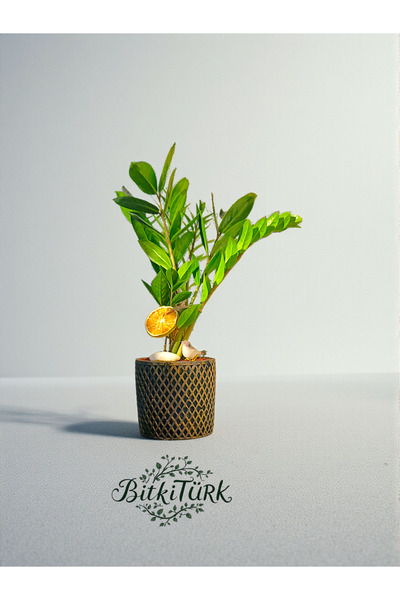 BitkiTÜRK Desenli Beton Saksıda İthal Zeze Zamia 50cm Portakal dilimi kuş ve dolomit ile lav taşı dekorlu