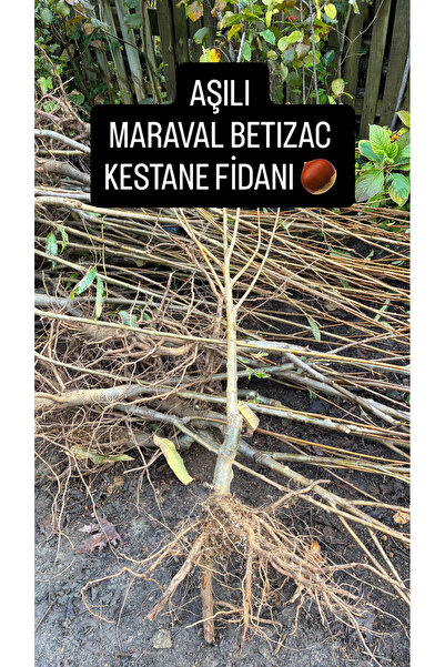 ŞANGULOĞLU AŞILI MARAVAL BETIZAC KESTANE FİDANI AÇIK KÖK 120-150 CM