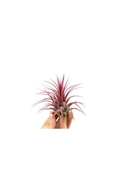 OEM Tillandsia Ionantha Red - Medium (6 x 6 cm)