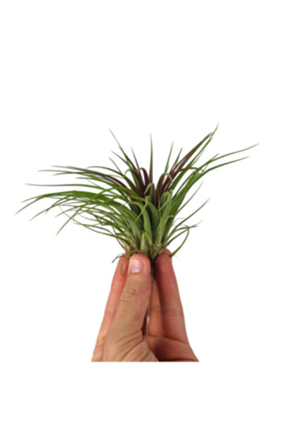OEM Tillandsia Rainforest Red - Medium (Air Plant)