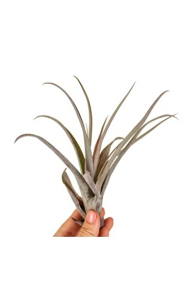 OEM Tillandsia Capitata 'Peach Red' - Medium (8 x 8 cm)