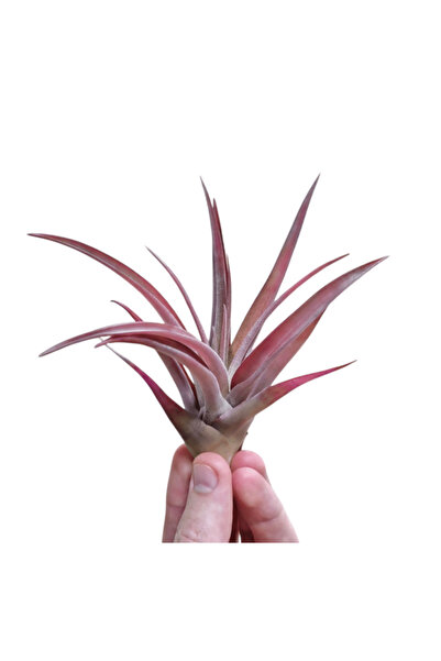 OEM Tillandsia Capitata 'Peach Red' - Medium (8 x 8 cm)