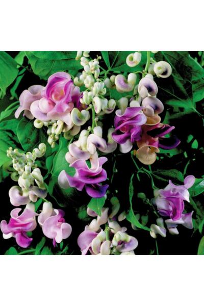 FMT TOHUMCULUK 10 Adet Karışık Renkli Selluka Çiçek Tohumu