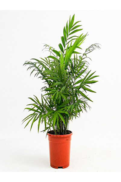 İlkadım Botanik AREKA DAĞ PALMIYESİ CHAMADORA ELEGANS