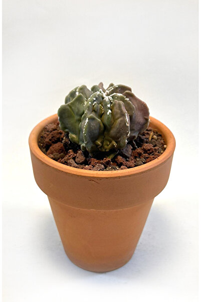 Le Bitki Atölyesi Astrophytum Myriostigma cv. Fukuryu Nadir Koleksiyonluk Kak...