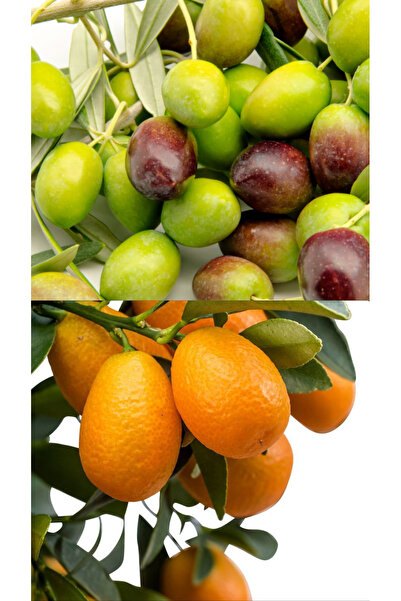 TÜPLÜ AŞILI 2 KAMKAT + 2 GEMLİK ZEYTİN FİDANI PAKETİ 3 YAŞ