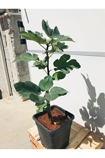 KASABALI FİDANCILIK SARI İNCİR (LOP) FİDANI 1 YAŞ TÜPLÜ 50-60 CM