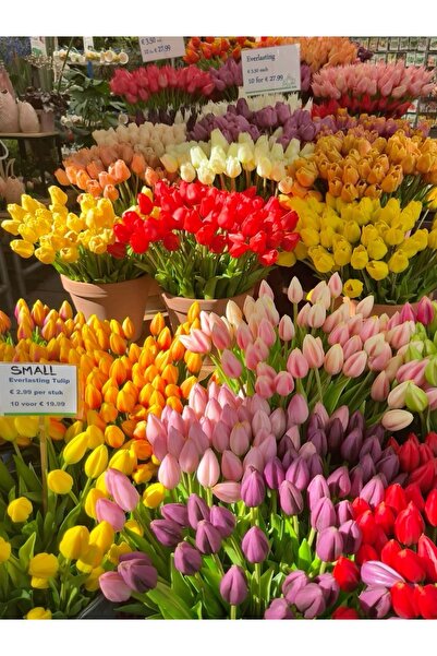 ŞAFAK PEYZAJ TOHUMCULUK Lale Çiçeği Soğanı Karışık Renklerde Orjinal Hollanda...