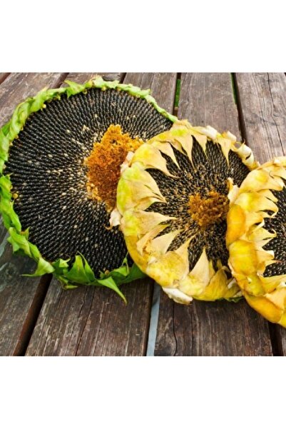 prestijiseed 100 Adet Siyah Ayçiçek Tohumu Günebakan Tohumu Ayçiçeği Tohumu