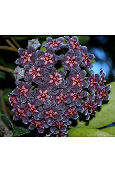 Byaysima Yoğun Kokulu Mum Çiçeği Hoya Pubicalyx Black Dragon 10-20 Cm, Canlı ...