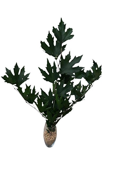 Dekora Çiçek شجرة الصفصاف المقاومة للصدمات ذات الأغصان المتعددة 5 فروع