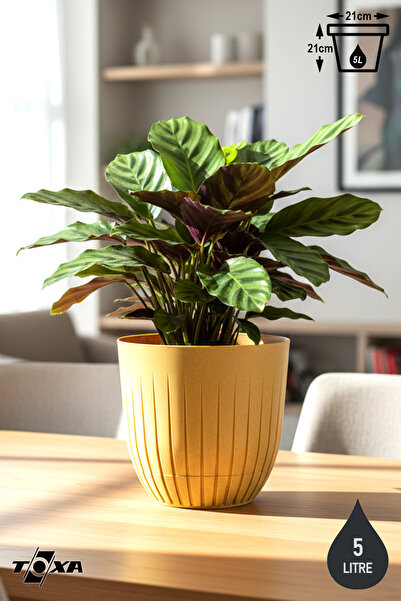 ToXA Çizgi Saksı 5 Litre Plastik Delikli Tabaklı Çiçek Saksısı